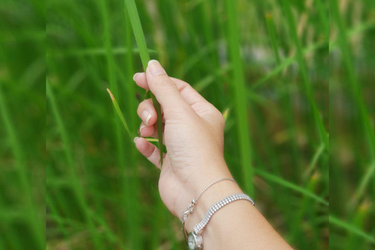 ប្រៀបធៀប