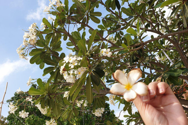 ទឹកចិត្តពិតប្រាកដ
