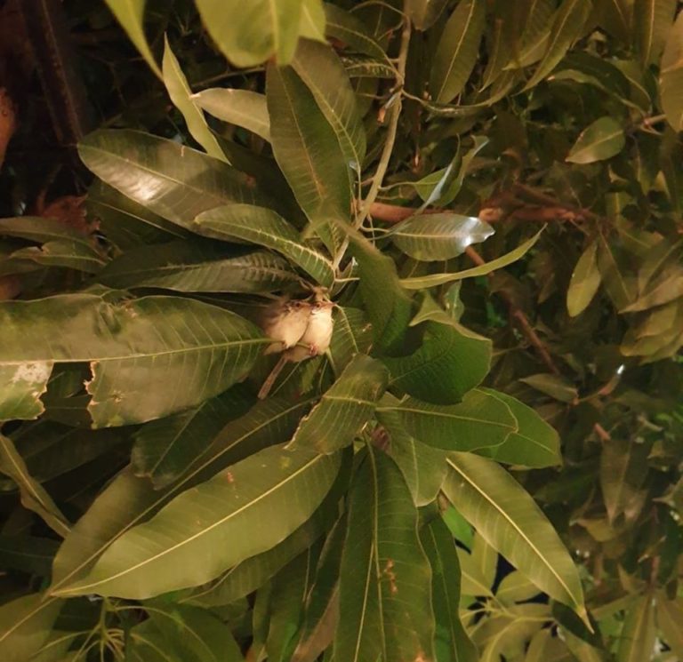 ឈប់ងរទៅ